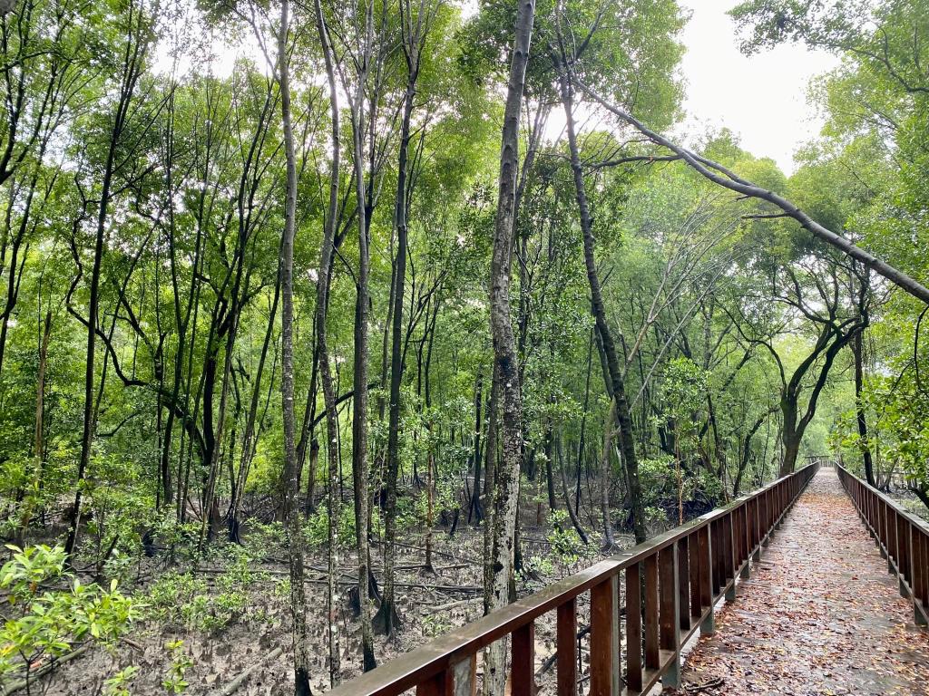 Mangrove Point